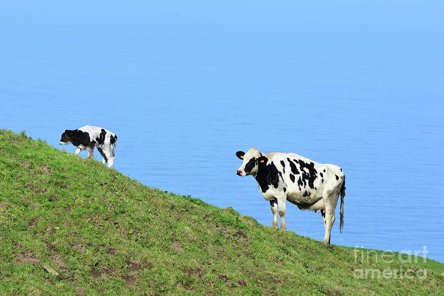 Baby calf deals wobble up