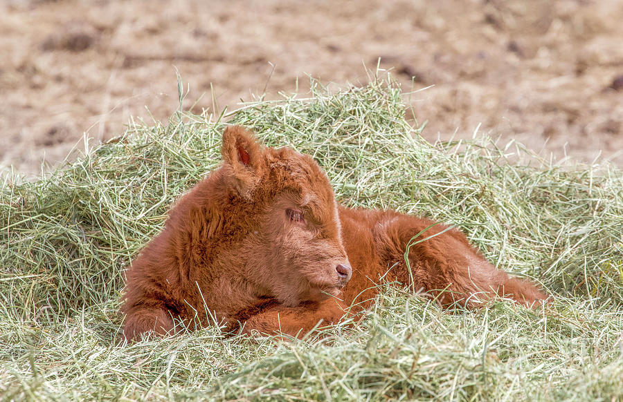 Newborn Calf Photograph by Shirley Dutchkowski