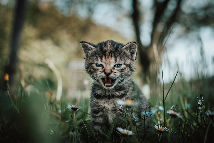 Newborn cats showing their strength Photograph by Vaclav Sonnek