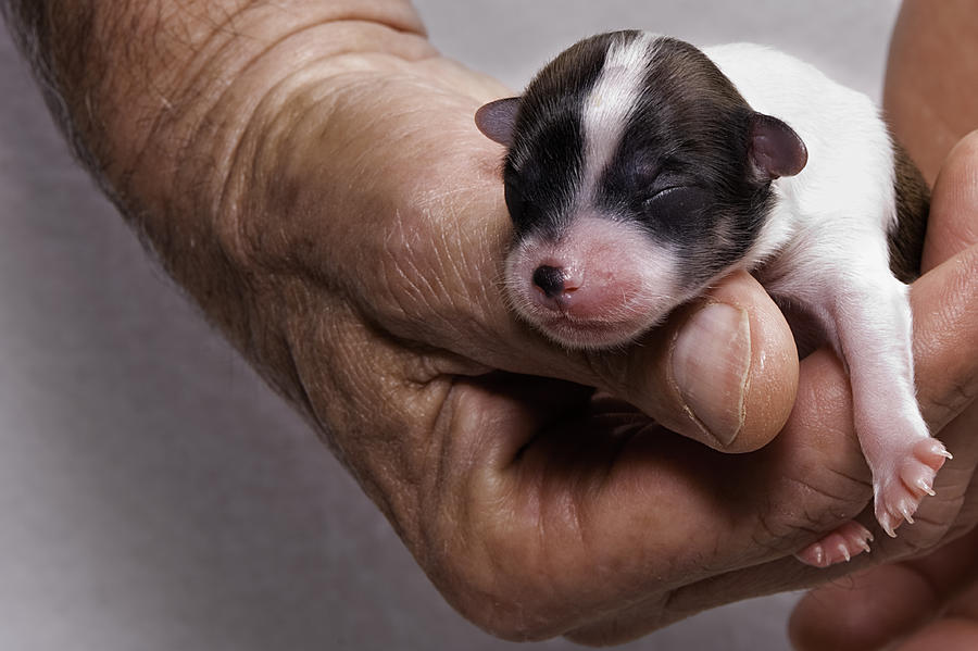 Newborn chihuahua Photograph by JodiJacobson