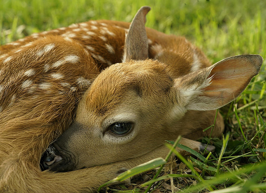 Newborn Fawn Photograph By Philip Procter - Fine Art America