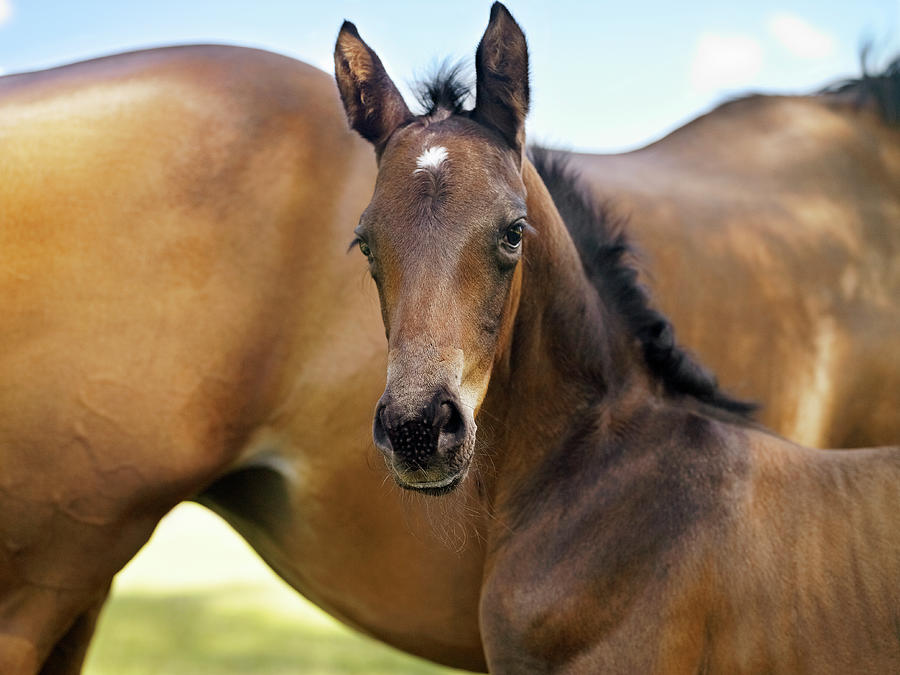 Newborn Foal Photograph by Michael Pole