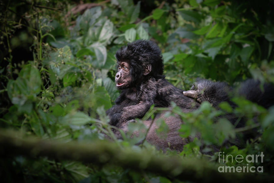 Newborn Gorilla Profile Photograph by Jamie Pham
