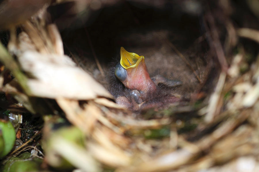 Newborn hungry baby birds in nest Photograph by Thawatpong