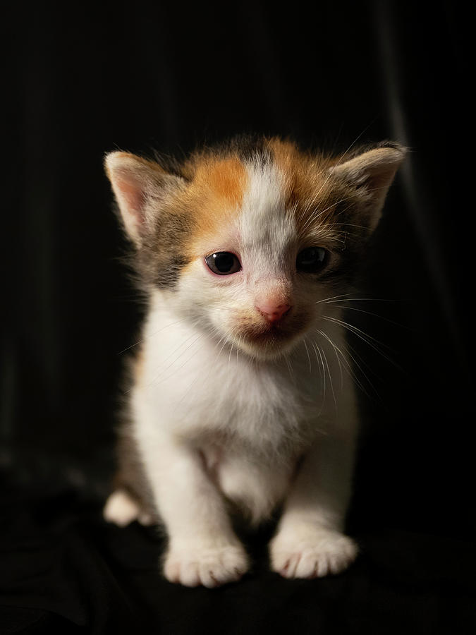 Newborn Kitten 18 Photograph By Ricky Barnard