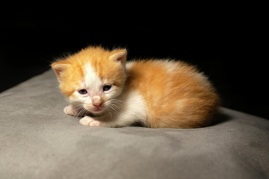 Newborn Kitten 2 Photograph