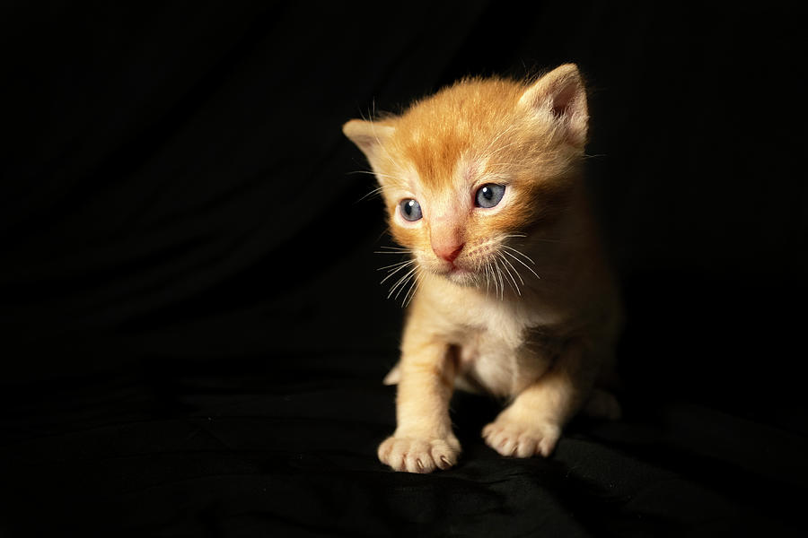 Newborn Kitten 6 Photograph