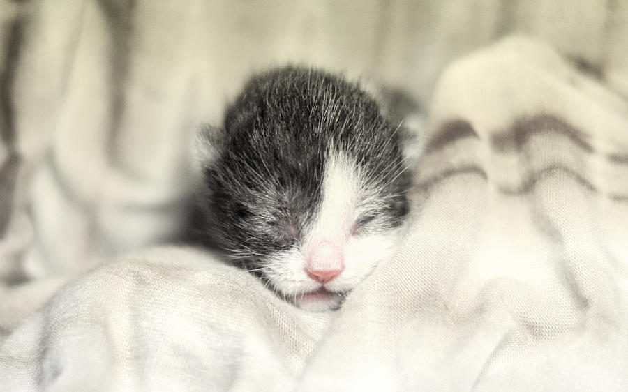 Newborn Kitten Sleeping Photograph