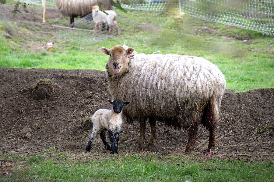 Newborn Lamb and Mama Ewe Photograph by Mary Lee Dereske