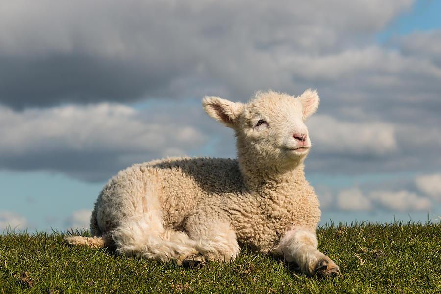 Newborn Lamb Basking On Grass Photograph by PatrikStedrak