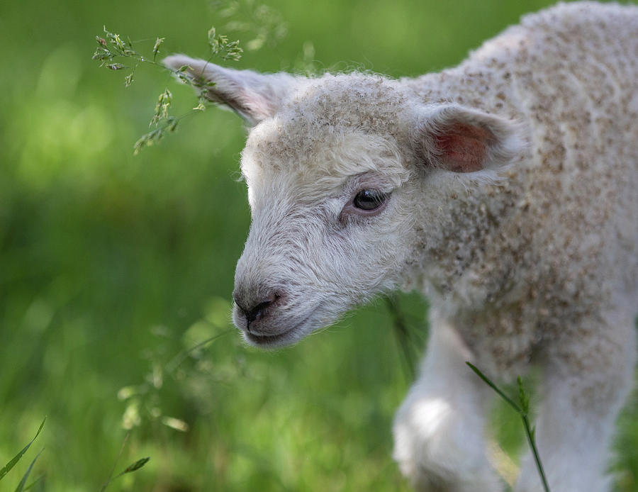 Newborn Longwool Lamb Photograph by Lara Morrison