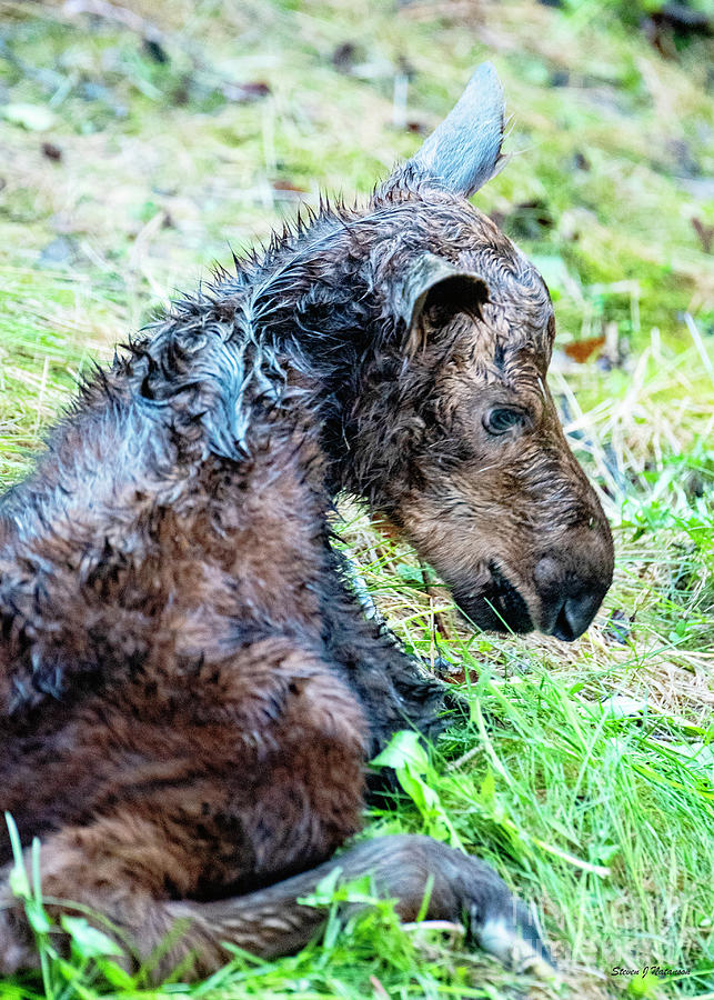 Newborn Moose 1 Photograph by Steven Natanson