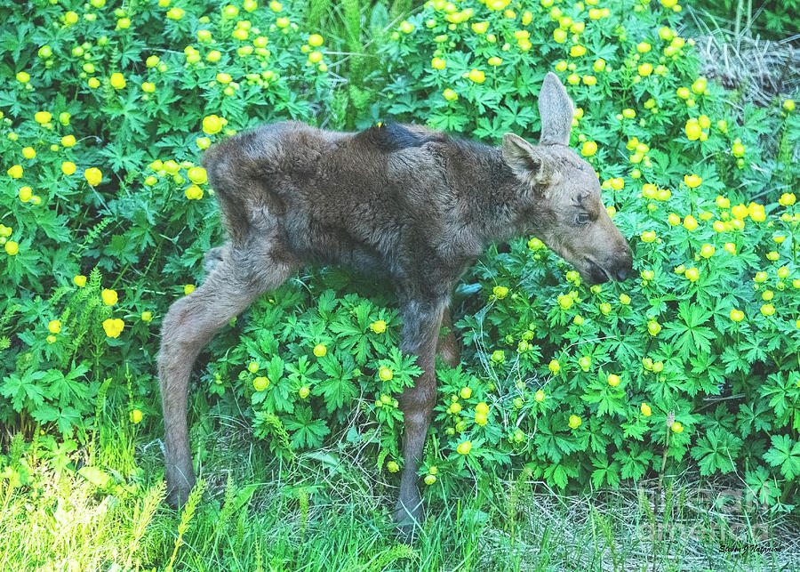 Newborn Moose in Flowers Photograph by Steven Natanson