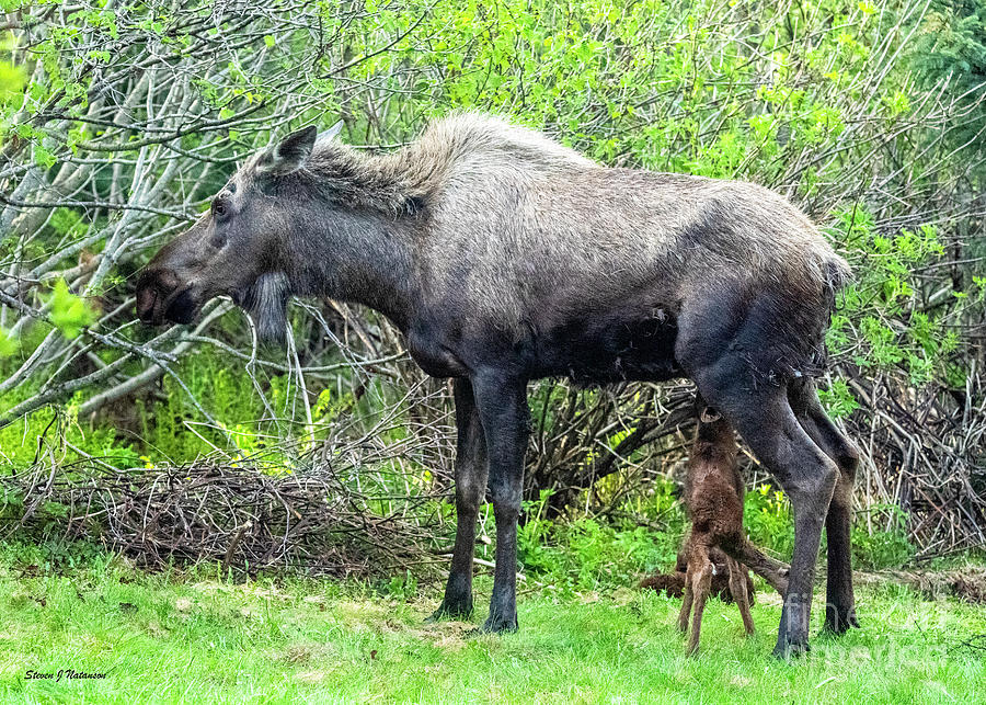 Newborn Moose Nursing 2 Photograph by Steven Natanson