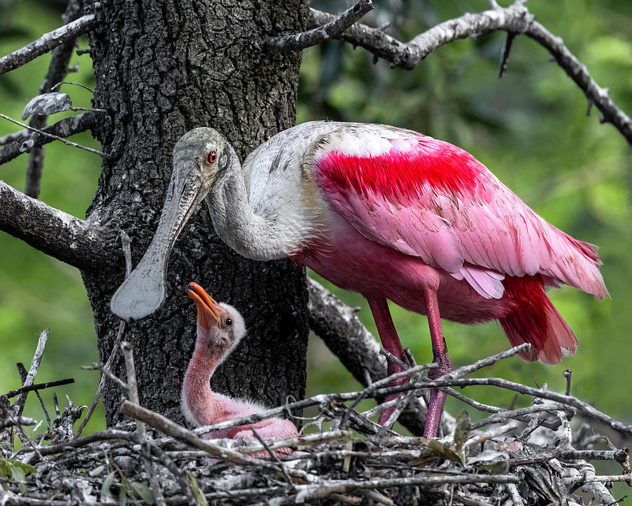 Newborn Spoonbill Photograph by Wes and Dotty Weber