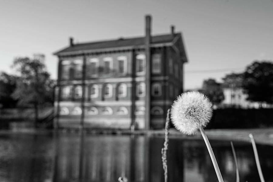 Newburyport MA Frog Pond Bartlett Mall Superior Courthouse Dandelion Black and White Photograph by Toby McGuire