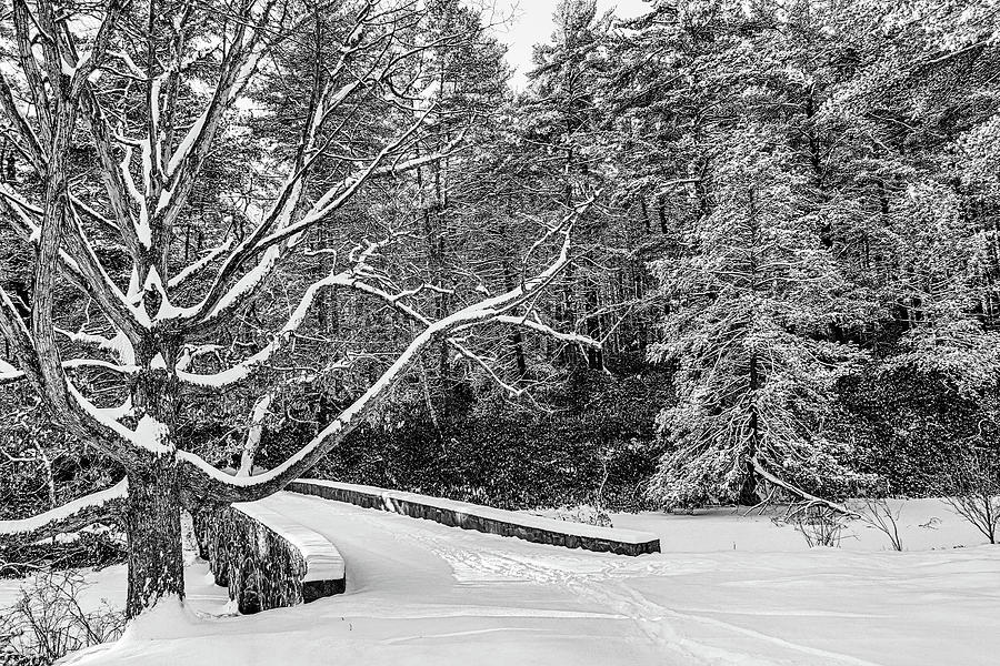 Newburyport MA Maudslay State Park Snowy Trees North Shore New England Stone Bridge Black and White Photograph by Toby McGuire