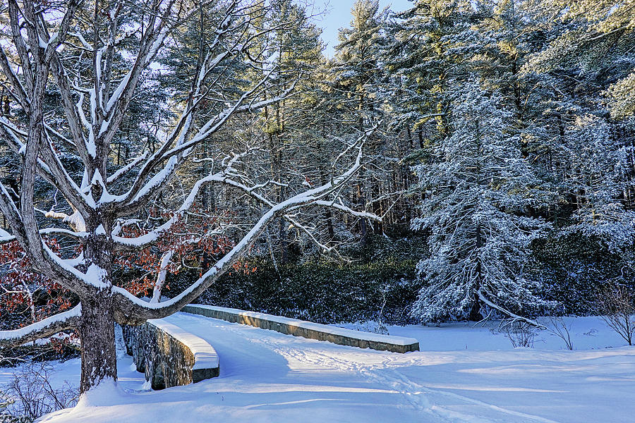 Newburyport MA Maudslay State Park Snowy Trees North Shore New England Stone Bridge Photograph by Toby McGuire