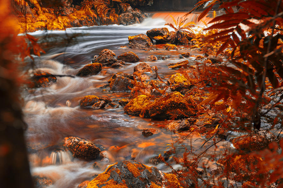 Newell Creek in Tasmania Photograph by RobertDowner