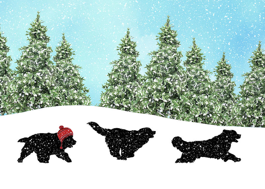Newfoundland Digital Art - Newfies Running in the Snow by Christine Mullis