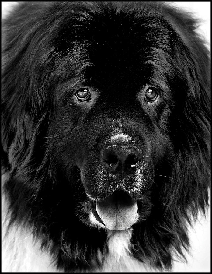 Nature Photograph - Newfoundland Dog Portrait by Laurie Minor