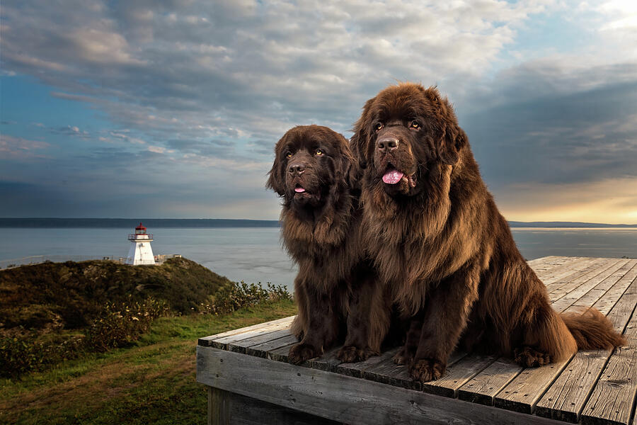 Newfoundland Dogs at Cape Enrage Lighthouse Photograph by Tracy Munson