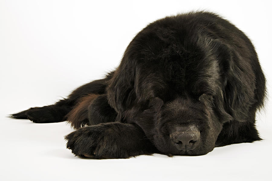 Newfoundland. Large, usually black, breed of dog. Originated in Newfoundland as a working dog. Well known for their natural water rescue tendencies, gentle and loyal nature. Photograph by Martin Harvey