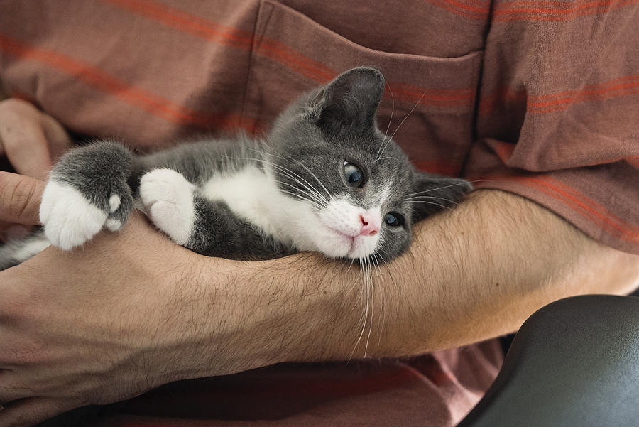 Newly adopted kitten being cuddled at home. Photograph by Martinedoucet