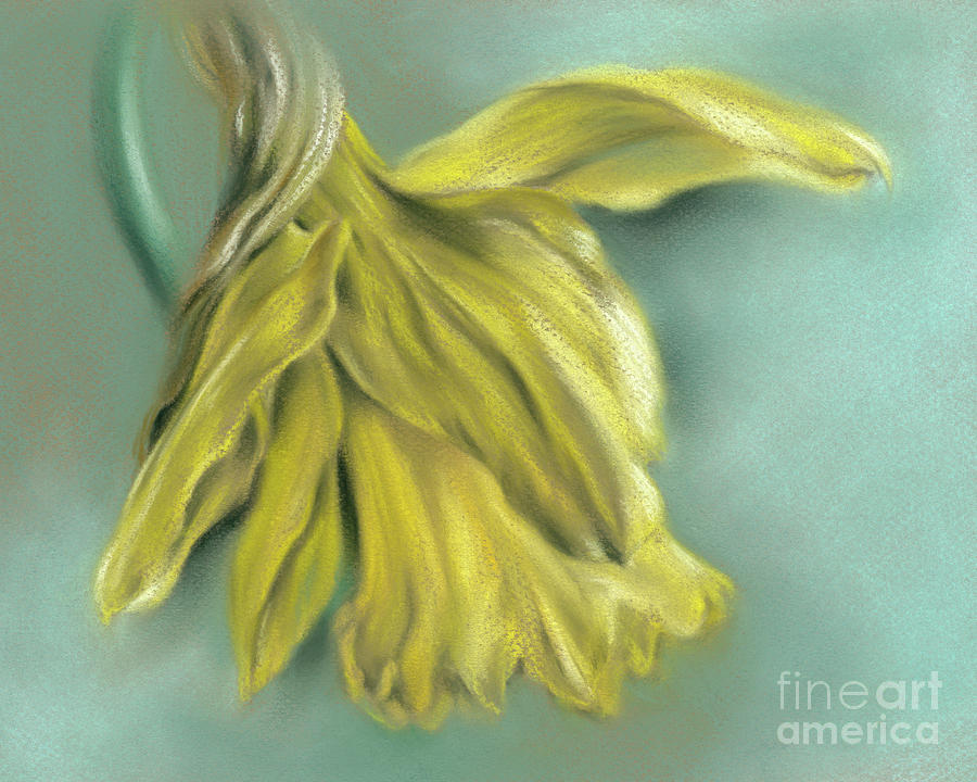 Newly Blossoming Yellow Daffodil Painting by MM Anderson