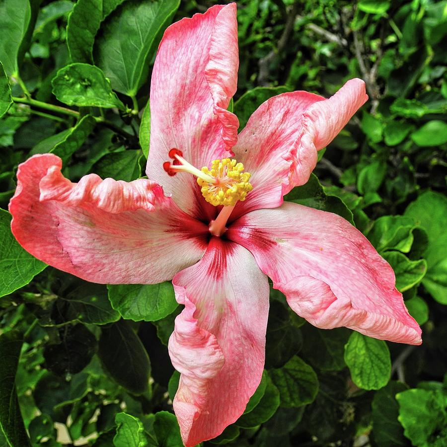Newly Opened Coral Hibiscus Photograph by Kirsten Giving