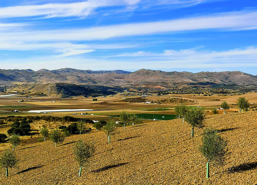 Newly planted Olive Trees Near Zafarraya, a vegetable growing region with rich fertile soil Photograph by Panoramic Images