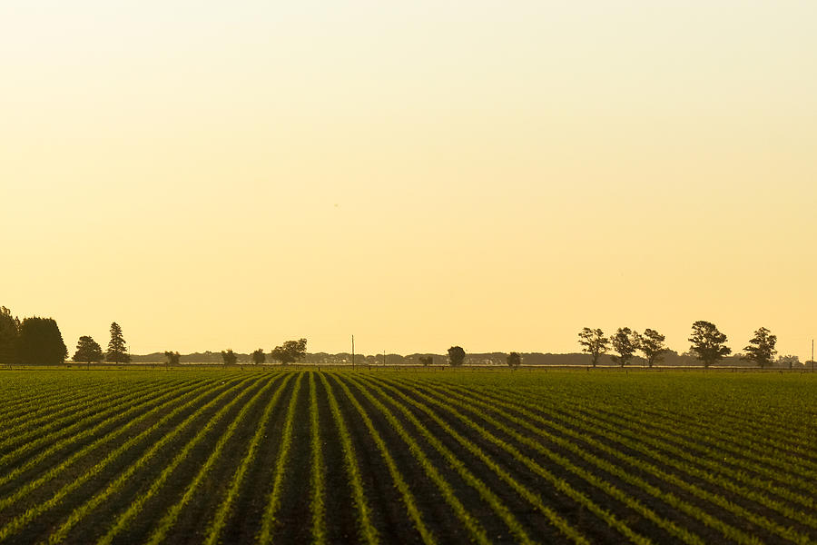 Newly planted soybean field Photograph by Andres Ruffo