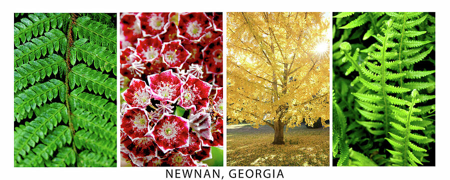 Newnan Nature Collage  Photograph by Karen Cox