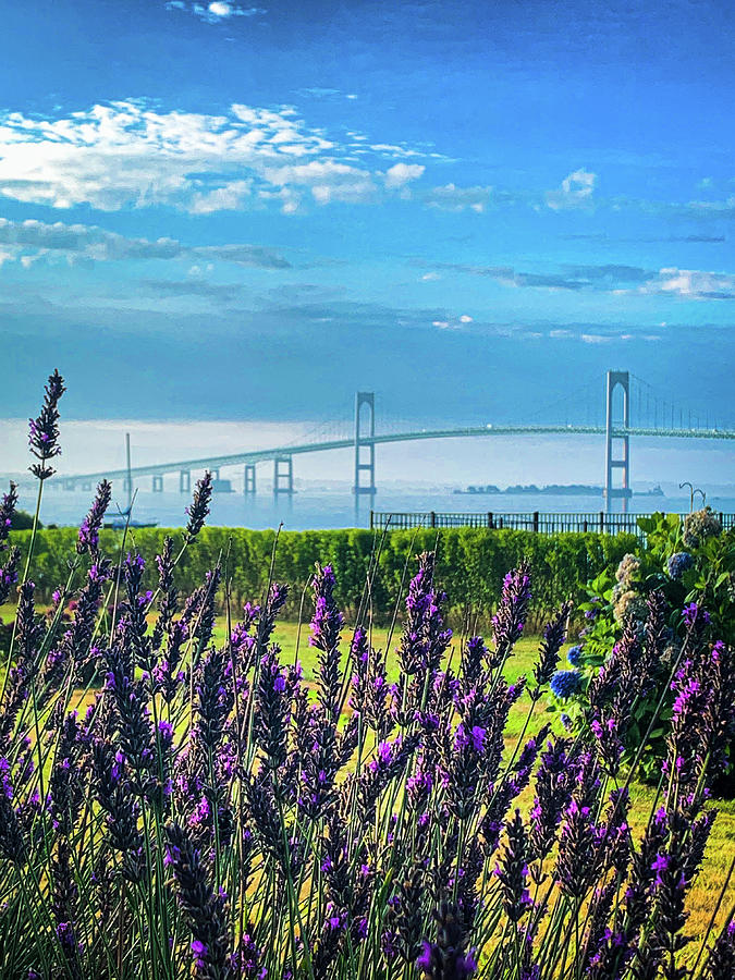 Newport Bridge through lavender Photograph by Jim Feldman