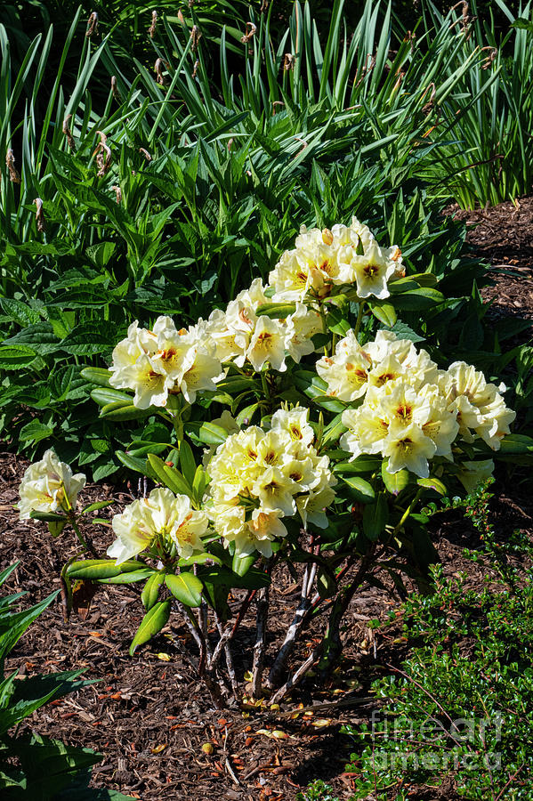 Newport Rhododendron Shrub Photograph by Bob Phillips