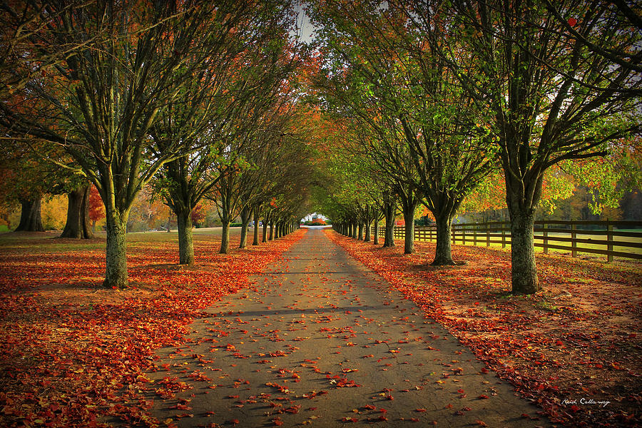 Newton County GA Autumn Tree Tunnel Fall Driveway Landscape Architecture Art Photograph by Reid Callaway