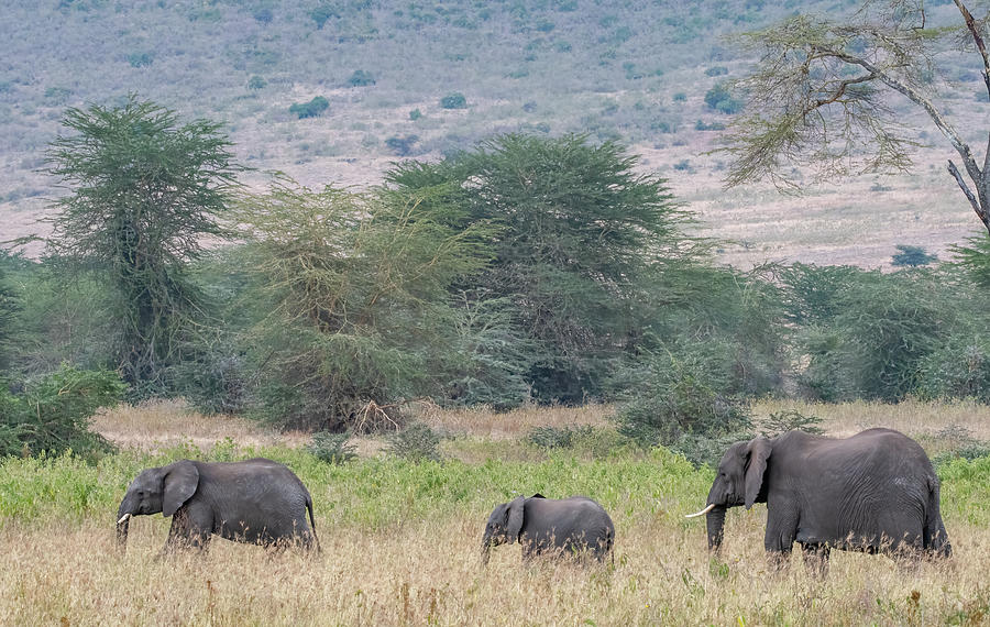Ngorongoro Crater Elephants Photograph by Marcy Wielfaert