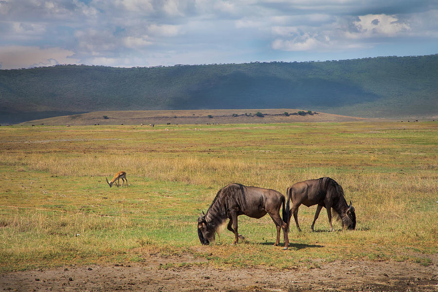 Ngorongoro project, no. 140 Photograph by Jonathan Babon