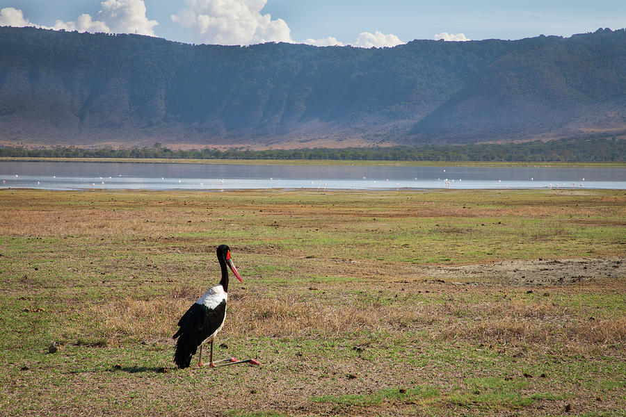 Ngorongoro project, no. 209 Photograph by Jonathan Babon