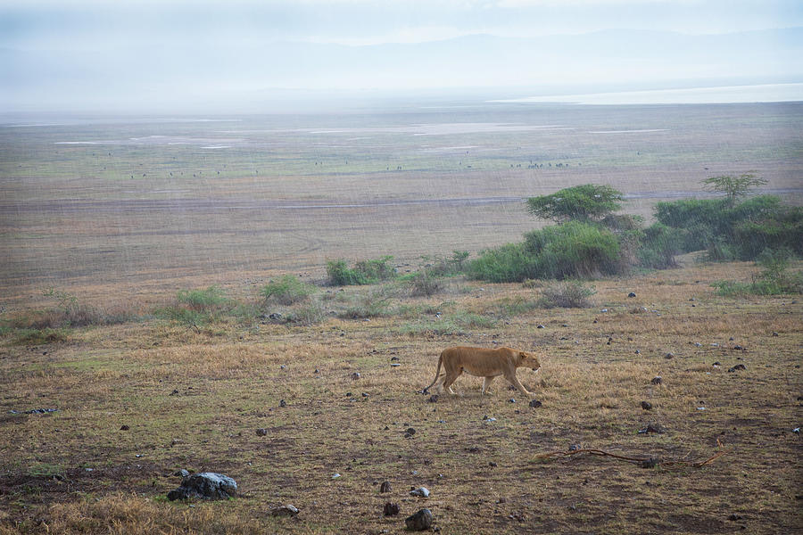Ngorongoro project, no. 47 Photograph by Jonathan Babon