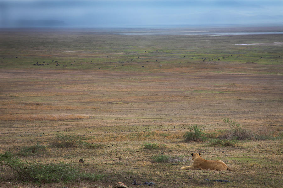 Ngorongoro project, no. 5040 Photograph by Jonathan Babon