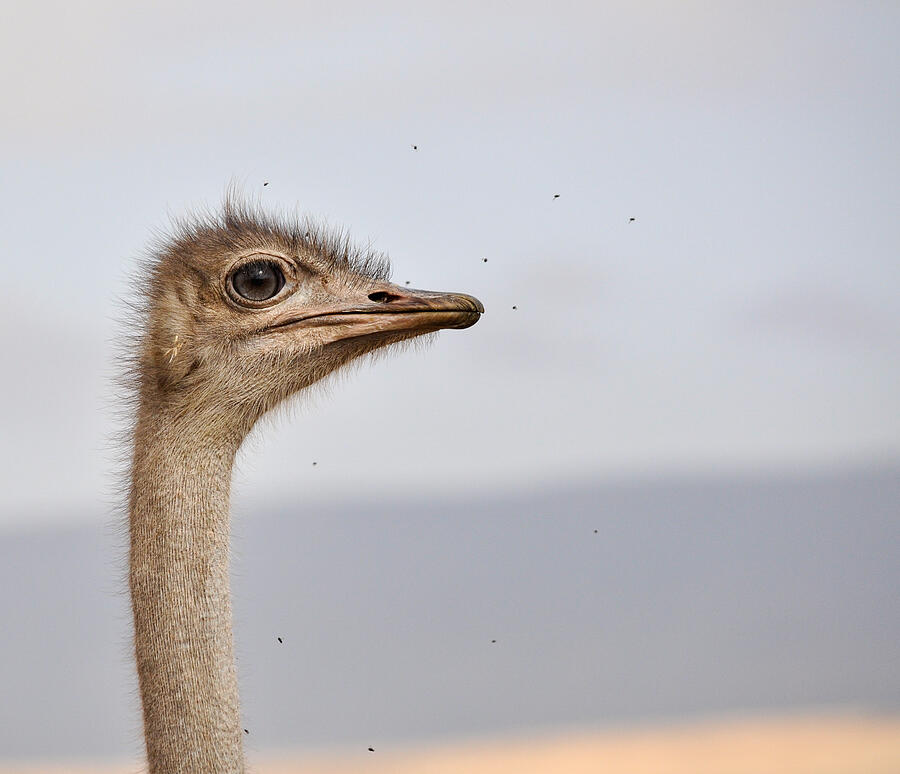 Ngorongoro,Tanzania Photograph by Andrew Lasken Ngorongoro,Tanzania Photograph by Andrew Lasken