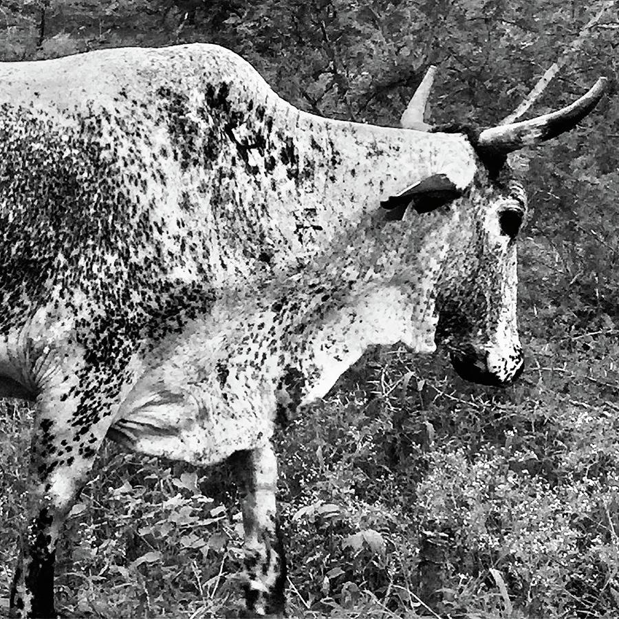 Nguni Photograph By Christa Buthelezi Fine Art America