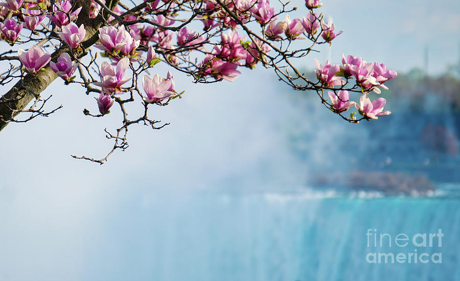 Niagara Falls Spring Magnolia Tree Photograph by Charline Xia