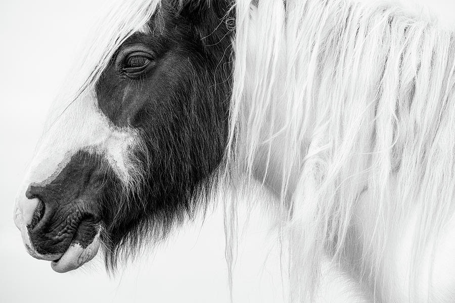 Niall - Horse Art Photograph by Lisa Saint