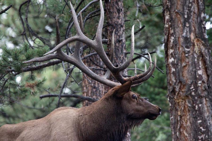 Nice Bull Elk Rack Photograph by Pauline Motis - Pixels