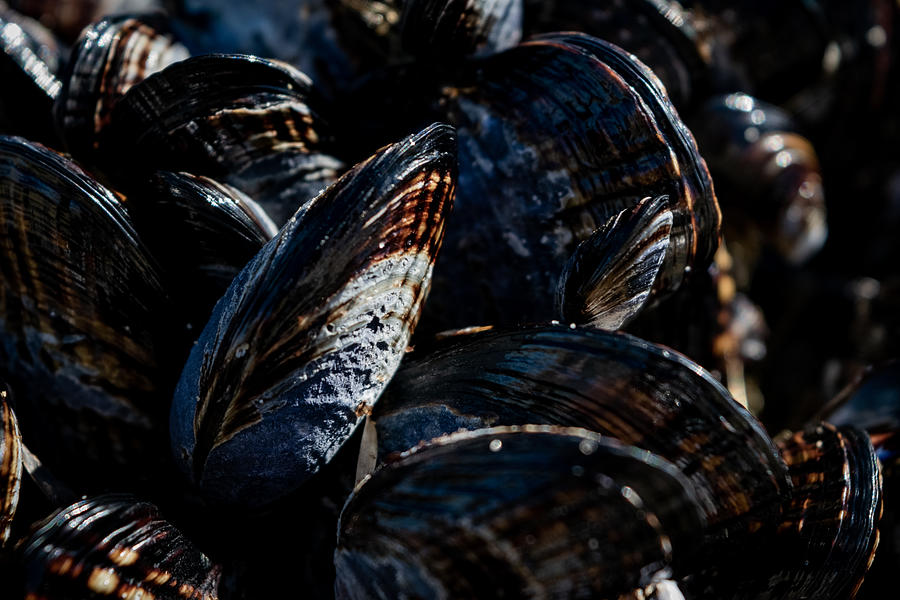Nice Mussels Photograph by Bonny Puckett