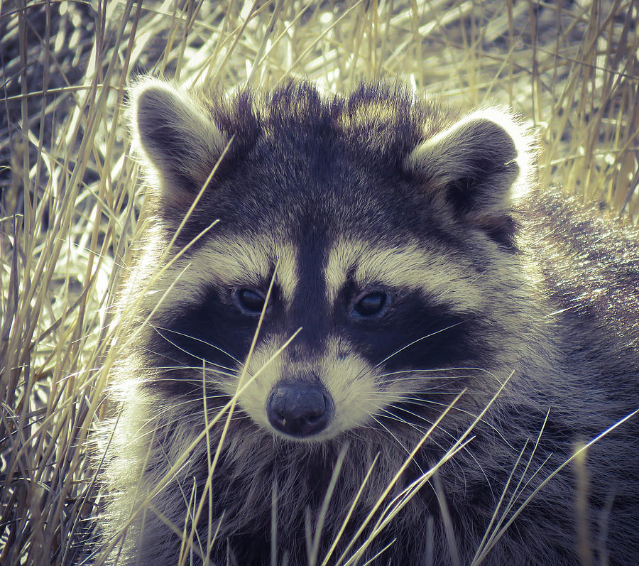 Nice Raccoon Photograph