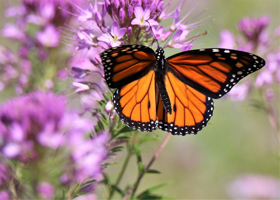 Butterfly Photograph - Nice Spread by Larry Kniskern