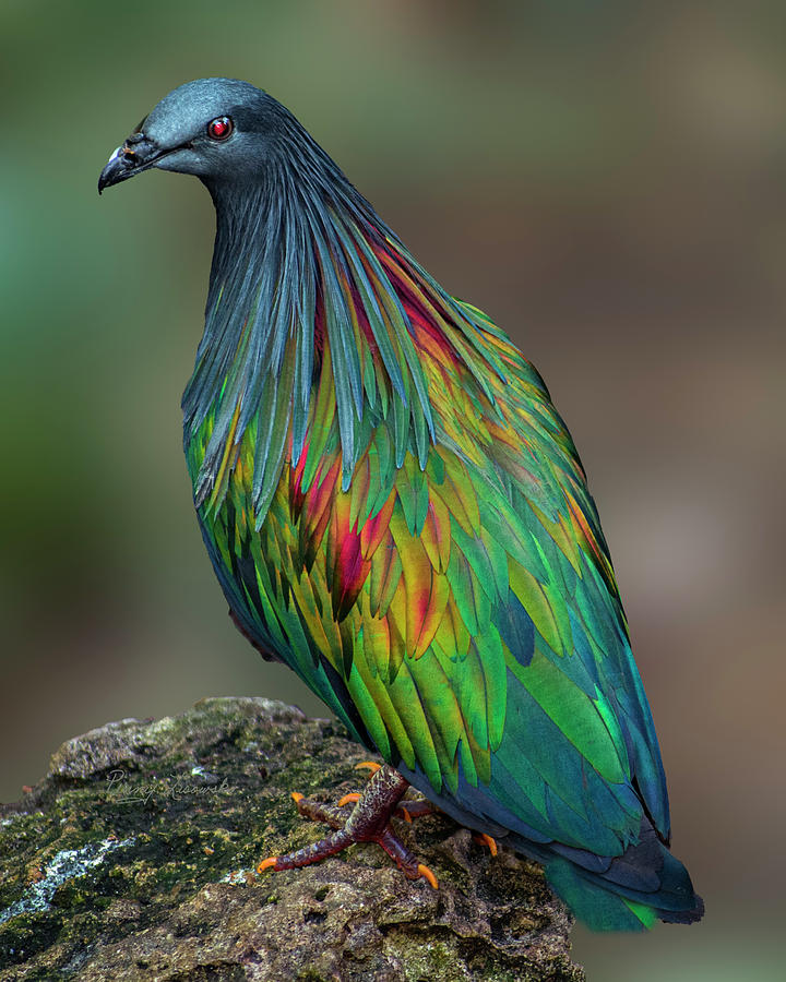 Nicobar Pigeon- Dont mess with me. Photograph by Penny Lisowski